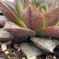 Echeveria Purpusorum 200 Seeds