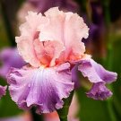 Iris Flower Golden Light Pink Rose Pink Flowers 200 Seeds
