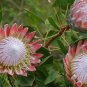 Protea Cynaroides 400 Seeds