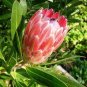 Protea Cynaroides 400 Seeds