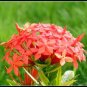 Japanese Hydrangea Flower Orange Flowers 20 Seeds