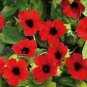 Thunbergia AlataChile Susan Dark Red Color with Black Eye 20 Seeds