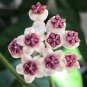 Hoya Carnosa White and Dark Red Bi-color 200 Seeds