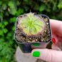 Drosera Burmanni Greenish Light Pink Color 200 Seeds