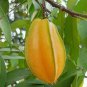 Averrhoa Carambola 200 Seeds