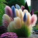 Pampas Grass Mixed 9 Colors 400 Seeds