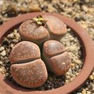 Living Stone Seeds Lithops Succulent 200 Seeds
