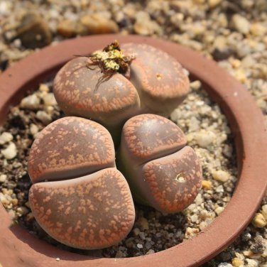 Living Stone Seeds Lithops Succulent 200 Seeds