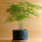 Asparagus setaceus Perennial 40 Seeds