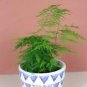 Asparagus setaceus Perennial 40 Seeds