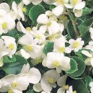 Begonia White Double Flowers with Blue Edge 200 Seeds
