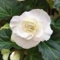 Begonia White Double Flowers with Blue Edge 200 Seeds