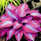 Hosta Available 400 Seeds