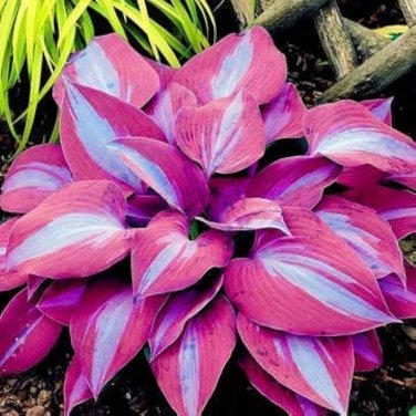 Hosta Available 400 Seeds