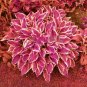 Hosta Available 400 Seeds