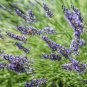 French Provence Lavender Mixed Pink and Purple Colors 400 Seeds