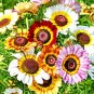 Spiral Daisy Rainbow Color 60 Seeds