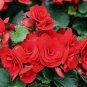 Rieger Begonias Flower 100 Seeds
