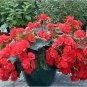 Rieger Begonias Flower 100 Seeds