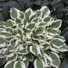 Hosta Light Army Green With Greyish White Edge 400 Seeds
