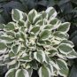 Hosta Light Army Green With Greyish White Edge 400 Seeds