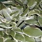 Hosta Light Army Green With Greyish White Edge 400 Seeds
