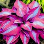 Hosta Rose Pink Leaves 400 Seeds