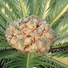 Sago Cycas 10 Seeds