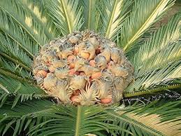 Sago Cycas 10 Seeds
