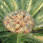 Sago Cycas 10 Seeds