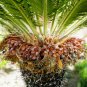 Sago Cycas 10 Seeds
