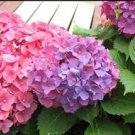 Hydrangea Bonsai Flower Mixed Blue Pink Red Flowers 200 Seeds
