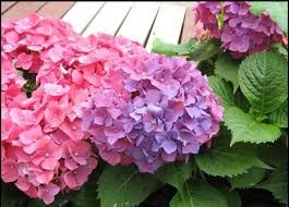 Hydrangea Bonsai Flower Mixed Blue Pink Red Flowers 200 Seeds