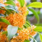 Fragrance osmanthus Tree 20 Seeds