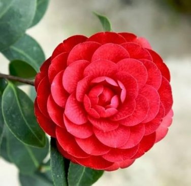 Camellia Flores Potted Plants Red Double Flowers 10 Seeds