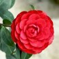 Camellia Flores Potted Plants Red Double Flowers 10 Seeds