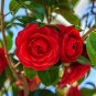 Camellia Flores Potted Plants Red Double Flowers 10 Seeds