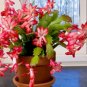 Zygocactus Truncatus Bonsai Rose Pink Flowers 200 Seeds