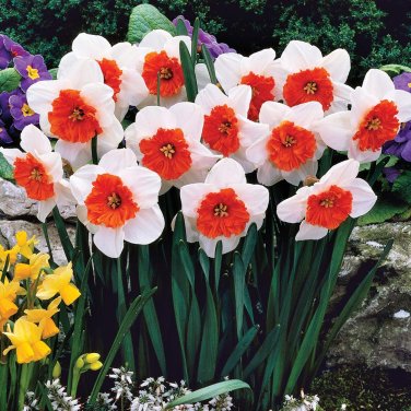Narcissus Flower Balcony Plants White and Rose Red Centre Flowers 200 Seeds