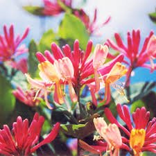 Honeysuckle Vine Plant Water Pink Color 200 Seeds