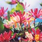 Honeysuckle Vine Plant Water Pink Color 200 Seeds
