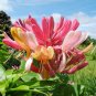 Honeysuckle Vine Plant Water Pink Color 200 Seeds