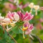 Honeysuckle Vine Plant Water Pink Color 200 Seeds