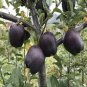 Black Diamond Apple Tree Plant 60 Seeds