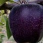 Black Diamond Apple Tree Plant 60 Seeds