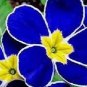 Fragrant Evening Primrose Dark Blue Flowers with Yellow Centre 400 Seeds