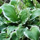 Hosta Perennials Bright Green Leaves with White Edge 400 Seeds