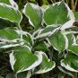 Hosta Perennials Bright Green Leaves with White Edge 400 Seeds