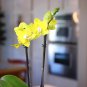 Phalaenopsis Orchid Mini Type Yellow Flowers 200 Seeds