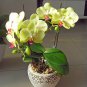 Phalaenopsis Orchid Mini Type Yellow Flowers 200 Seeds